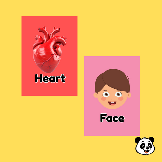 Human Body Parts Flashcards – 21 Cards