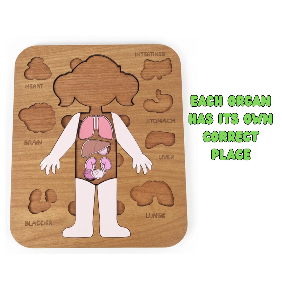 Montessori Jigsaw Puzzle of Human Structure Kids Human Learning Toy Anatomy Organ Model Anatomy Toy Children Human Organ Education Toys Human Organ Teaching Aids (Girl)