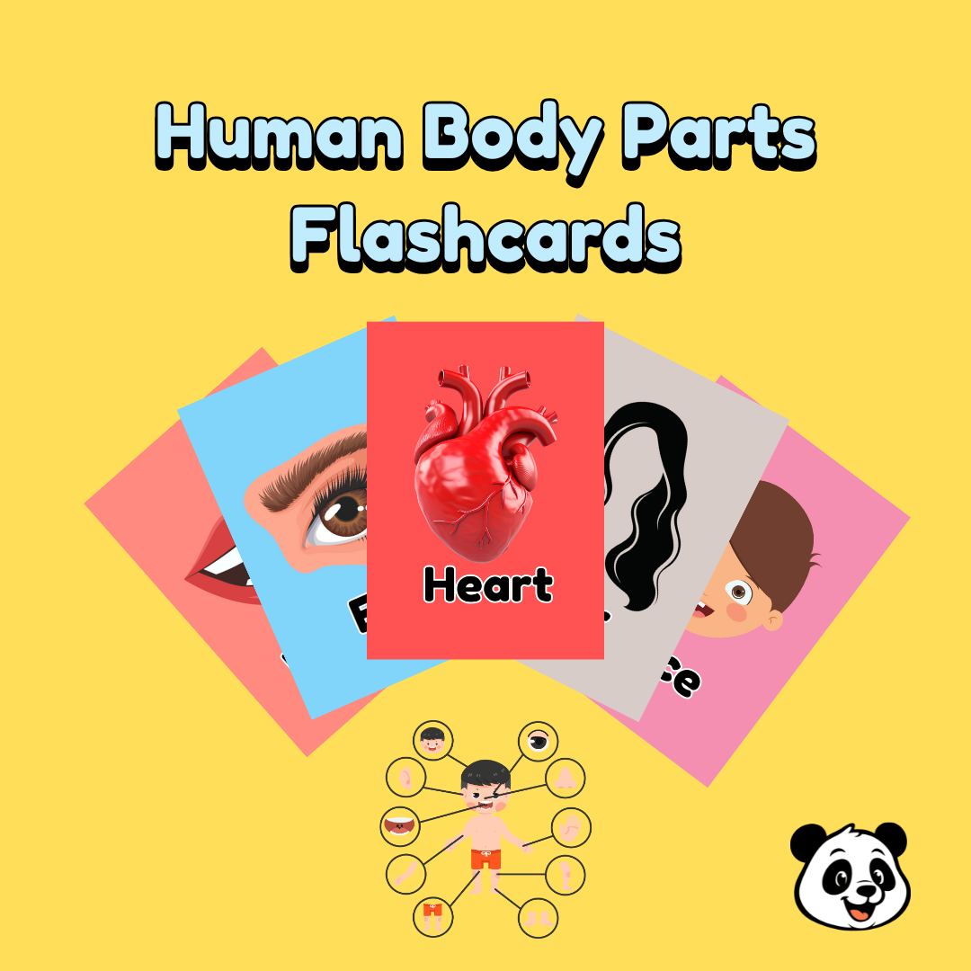Human Body Parts Flashcards – 21 Cards