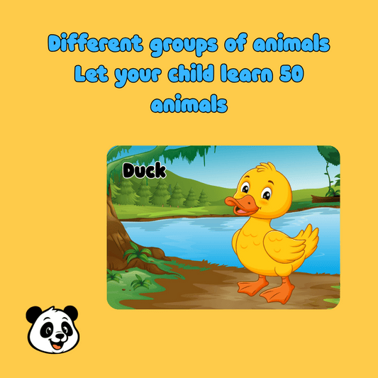 Animal Flash Cards