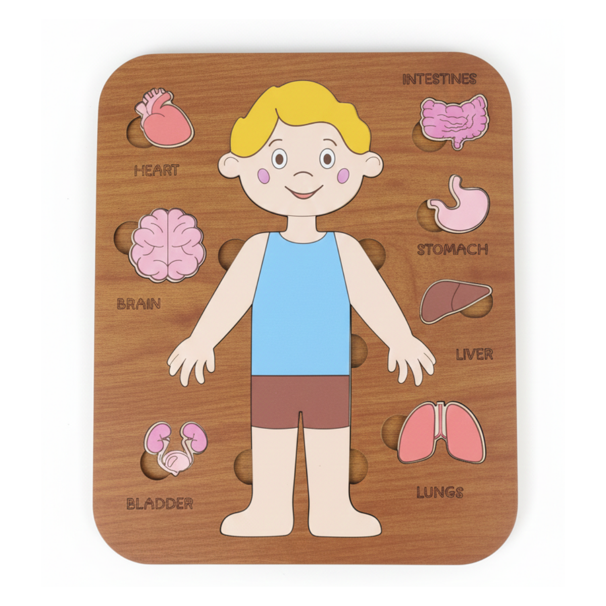 Montessori Jigsaw Puzzle of Human Structure Kids Human Learning Toy Anatomy Organ Model Anatomy Toy Children Human Organ Education Toys Human Organ Teaching Aids (Boy)