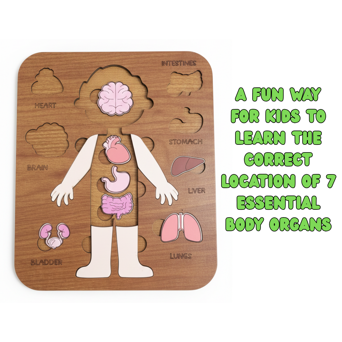 Montessori Jigsaw Puzzle of Human Structure Kids Human Learning Toy Anatomy Organ Model Anatomy Toy Children Human Organ Education Toys Human Organ Teaching Aids (Boy)