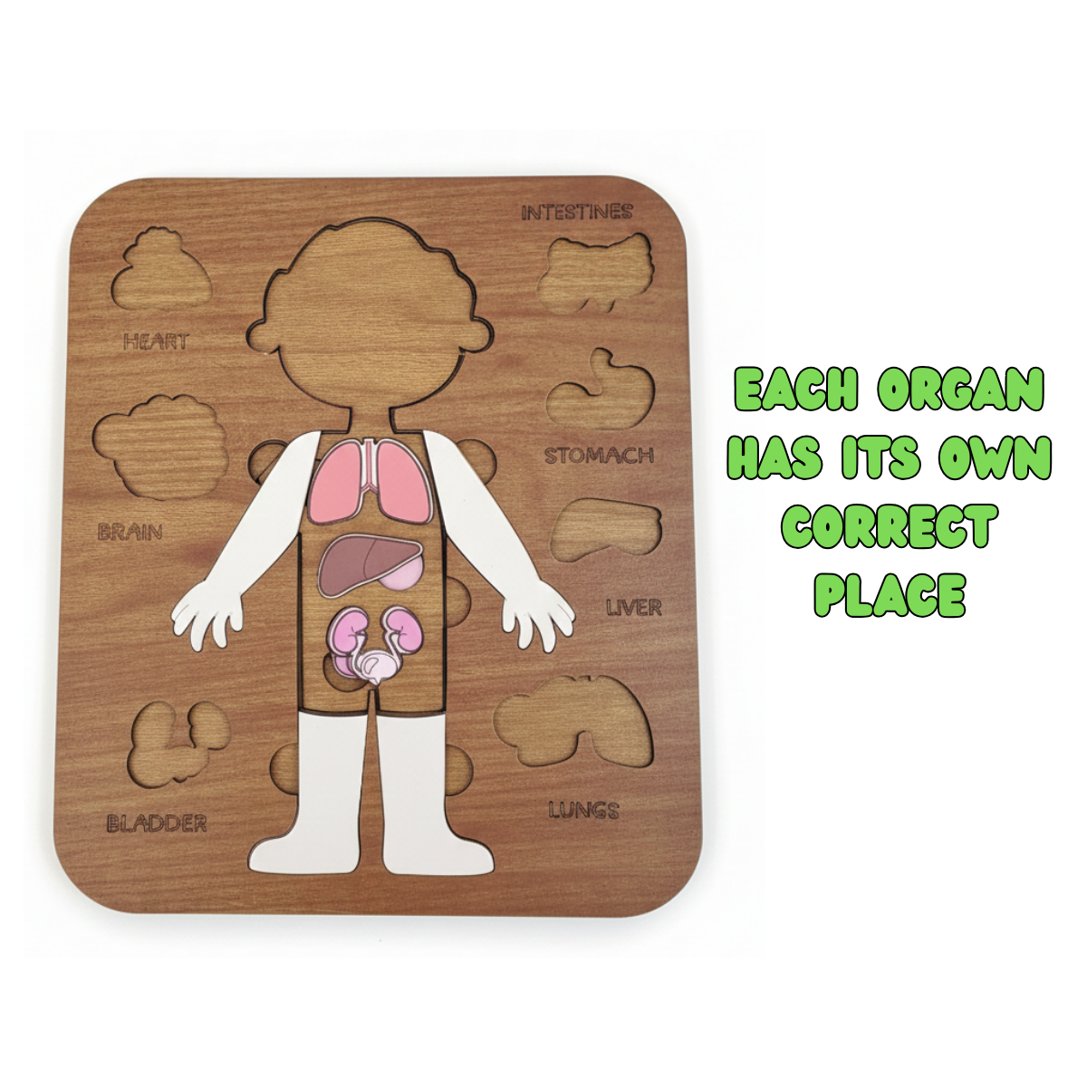 Montessori Jigsaw Puzzle of Human Structure Kids Human Learning Toy Anatomy Organ Model Anatomy Toy Children Human Organ Education Toys Human Organ Teaching Aids (Boy)