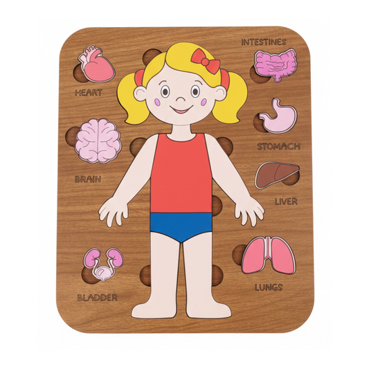 Montessori Jigsaw Puzzle of Human Structure Kids Human Learning Toy Anatomy Organ Model Anatomy Toy Children Human Organ Education Toys Human Organ Teaching Aids (Girl)